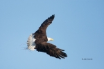 Animals-in-the-Wild;Bald-Eagle;Birds-of-Prey;Eagle;Flying-Bird;Haliaeetus-leucoc